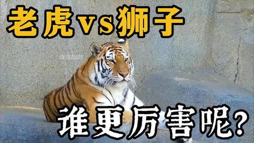 王老虎被爆料视频播放下载,播放下载量激增背后的真相揭秘  第3张